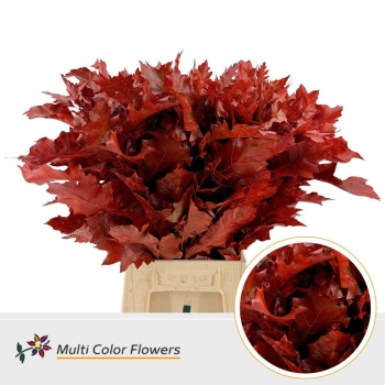 product/img.floraplaza.nl/26000-50RED-LIVE_fotos-0xA776AC54F9F8734335B297BF2B5E1A9C1DD71505.jpg