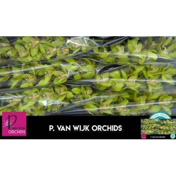product/img.floraplaza.nl/26105-80-LIVE_fotos-0x2305578A0284C59C7125E8976CCEEF4F1057230E.jpg