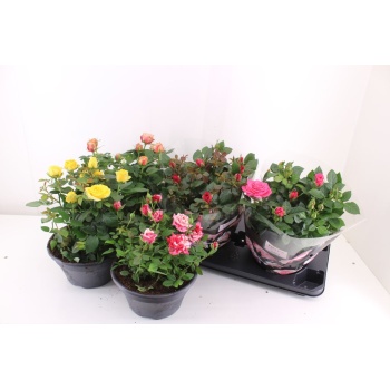 product/img.floraplaza.nl/26322-23-LIVE_fotos-0xEC6F914A81904094C59F5300A61344CAC198BB53.jpg