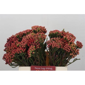 product/img.floraplaza.nl/26363-40-LIVE_fotos-0xD25F13C5AAE314DAFE09E88A89AE5D2B48535B49.jpg