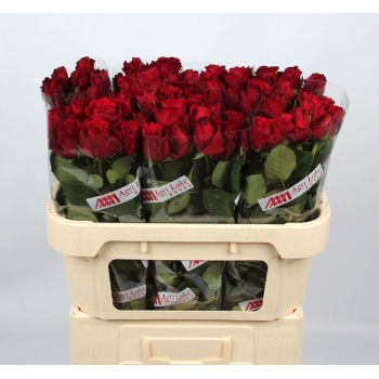 product/img.floraplaza.nl/26599-70AL-LIVE_fotos-0xC85FB91DDD03DFB088F94CCEA3A47FB379E06524.jpg