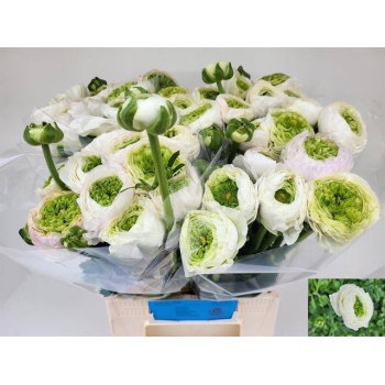 product/img.floraplaza.nl/269-40-LIVE_fotos-0xA5A41E2A1C3AF8B4F0CEF6493D8407B33E68CF8D.jpg