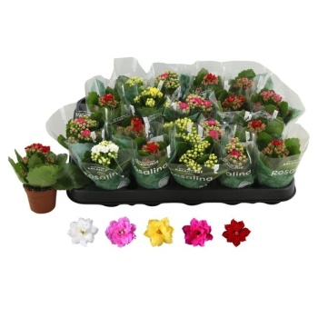 product/img.floraplaza.nl/26912-6-LIVE_fotos-0x8DD1716B961FEE2DCD9B1078FE269192950CBBBC.jpg