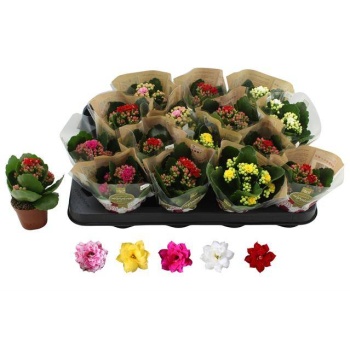 product/img.floraplaza.nl/26912-6-LIVE_fotos-0xF3146813D5435C3CD2FC882E13B23DC2F15E8FBA.jpg