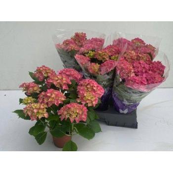 product/img.floraplaza.nl/26970-14-LIVE_fotos-0xA9B557069B12B349D1DD0640108927540863FFBF.jpg