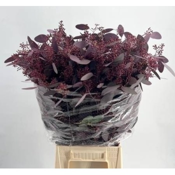 product/img.floraplaza.nl/27052-65-LIVE_fotos-0x1CAD130849069658BFCC7785B7F150C06483CB6D.jpg