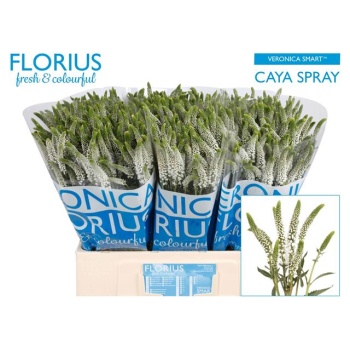 product/img.floraplaza.nl/2706-60-LIVE_fotos-0x06CAB809A6800E0D4B458875E13BD92E72F9D02A.jpg