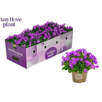 product/img.floraplaza.nl/27158-11-LIVE_fotos-0xBEF8B6EFA14F1E7FE0C1501D02A07DFCEA7D162C.jpg