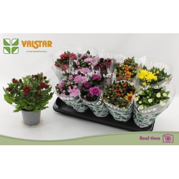 product/img.floraplaza.nl/27607-12-LIVE_fotos-0xDA4532CB236205E74FA8CBD1B5EA3245BD9021A9.jpg