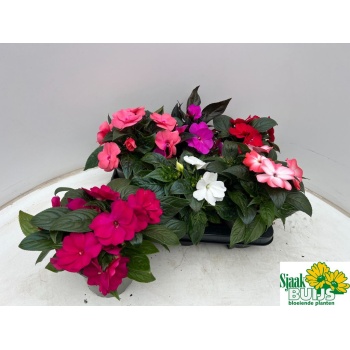 product/img.floraplaza.nl/27676-13-LIVE_fotos-0x478FC3451EA9AC70FC24D1662BD2C010BD1346FD.jpg