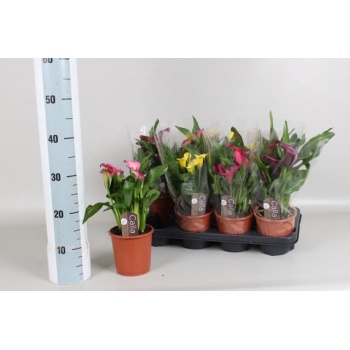 product/img.floraplaza.nl/27902-13-LIVE_fotos-0xDE0B6D95D0B3F4269346AC5886E7B0BFF29CAD9B.jpg