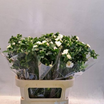 product/img.floraplaza.nl/28-80-LIVE_fotos-0x82E67DAB21D24DA55C5C8118FC1F49D71E71A664.jpg