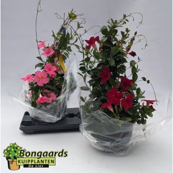 product/img.floraplaza.nl/28114-25-LIVE_fotos-0x2B6CB2759923A0487F7816A15EE7533B7BDBDAE6.jpg