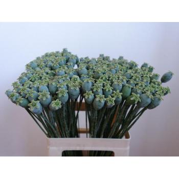 product/img.floraplaza.nl/28338-55-LIVE_fotos-0xF87C4B6B93DD9D0EBFAF7A127F4AEDF35FB4FC4A.jpg