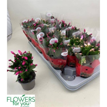 product/img.floraplaza.nl/28608-9-LIVE_fotos-0xF5F63BCCB691DF320D404FFD4A6F870A9ADADE8B.jpg