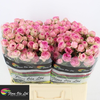 product/img.floraplaza.nl/28710-60-LIVE_fotos-0xDDEA52686DEC8D3809C0E9EB7C4CE783D1D1C9D7.jpg