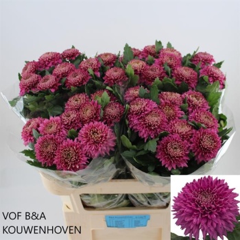 product/img.floraplaza.nl/28728-70-LIVE_fotos-0x89E9B7C08EF13A878D004890F1E74E1A09AF1167.jpg