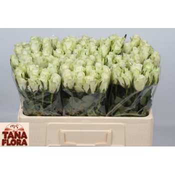 product/img.floraplaza.nl/28736-50TANA-LIVE_fotos-0x9AFD698531A2F9D622B2F9AADF52EB8688992FA1.jpg