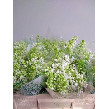 product/img.floraplaza.nl/288-40-LIVE_fotos-0xF03CCE276983428F8433B3EEE47E72EBFEF15406.jpg