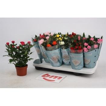 product/img.floraplaza.nl/28991-510-LIVE_fotos-0xACB8CDF48AC189687336C0B8E18625B2DBD7A4EE.jpg