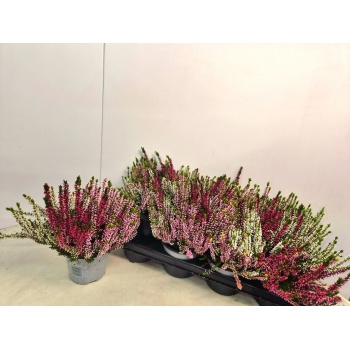 product/img.floraplaza.nl/28999-13-LIVE_fotos-0xAE2B6451DF685DDB56A4409C4D1A773BEAC67122.jpg