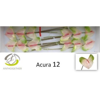 product/img.floraplaza.nl/29112-LIVE_fotos-0xA5CEB6650A14B245DD922B2A508F4C6DBD6BA69B.jpg