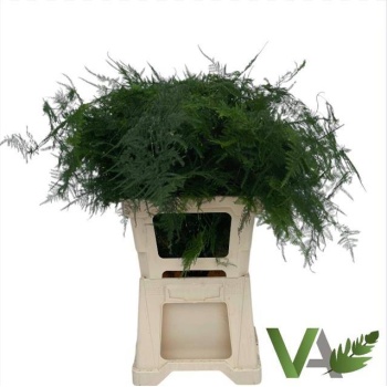 product/img.floraplaza.nl/298-65-LIVE_fotos-0xEA2F26E86A7D057AE6EA03F6B8FBF1D8291B47C5.jpg