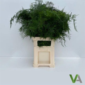 product/img.floraplaza.nl/298-85-LIVE_fotos-0x5A7D06BD9002D0A8EED7C74AE7EEC4CFDE39B6E5.jpg
