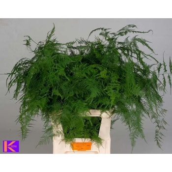 product/img.floraplaza.nl/298-85-LIVE_fotos-0xCEAF9CBAD6340D2168C7585EFD77327CDD2F6FD0.jpg