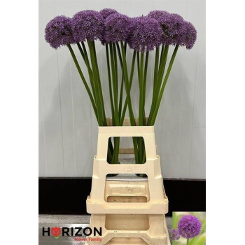 product/img.floraplaza.nl/3-60-LIVE_fotos-0xE6A25303FA2B31B58519A79C9FACBF3098D56D9A.jpg