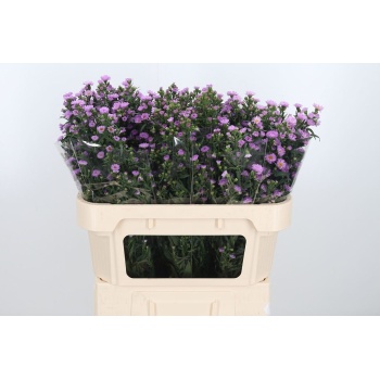 product/img.floraplaza.nl/3076-70-LIVE_fotos-0xE962536BC2AE14F379C4066A4D0635D79B4AC452.jpg