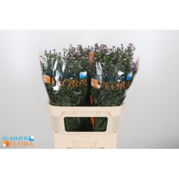 product/img.floraplaza.nl/3076-80-LIVE_fotos-0x0BFB0AB9A5577C6DEFB7FFC8F7BCEE6DF0BDE4D1.jpg