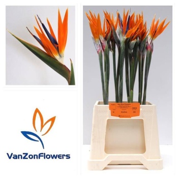 product/img.floraplaza.nl/312-60-LIVE_fotos-0xA63F0FB16F97C73E741AD8A3CAD5F5C2763C771F.jpg