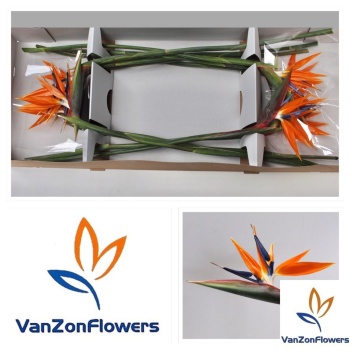 product/img.floraplaza.nl/312-80-LIVE_fotos-0x1F131CED922C1CB92AFEEEC2990026DAAA0EB4AA.jpg