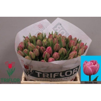 product/img.floraplaza.nl/316-40-LIVE_fotos-0x01A0C69C9F1A2D38D81C4B76FAC20D5D3B8993BD.jpg