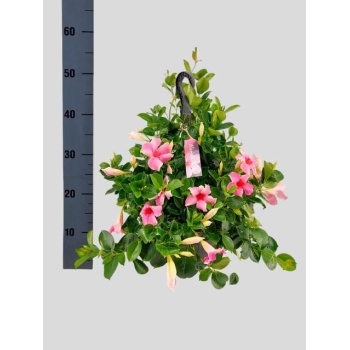 product/img.floraplaza.nl/318201-25-LIVE_fotos-0x06D3FBA2DA1CE0FF16A2AE1ECEB94D4D77D0A4FB.jpg