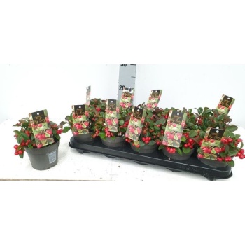 product/img.floraplaza.nl/318410-12-LIVE_fotos-0x42AA299A981FECC73644EDC6A7CD0ABCB5AE04CE.jpg