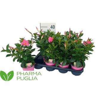 product/img.floraplaza.nl/319594-14-LIVE_fotos-0x8EABDDEE4F8B4ADD933C47278E8F78B83F1B6CA3.jpg