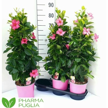 product/img.floraplaza.nl/319594-19-LIVE_fotos-0x3455458729A8C9B6599C11280774767D3592FBF2.jpg