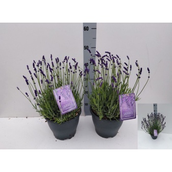 product/img.floraplaza.nl/320185-23-LIVE_fotos-0xB042AEC11A7C424147DAA7CA1369BBDFB109A752.jpg