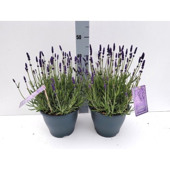 product/img.floraplaza.nl/320185-23-LIVE_fotos-0xF67A4BC203278D06AC115ED92F7538766C6B09D8.jpg