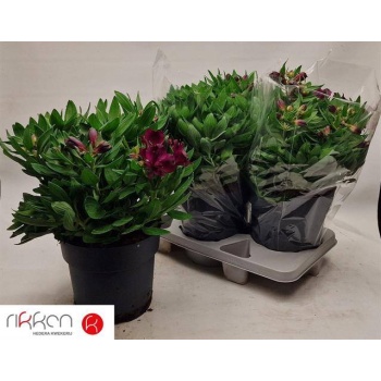 product/img.floraplaza.nl/321495-21-LIVE_fotos-0x9FA70481AE154E1BFDA3206D3FDF3CDDCDEB0021.jpg