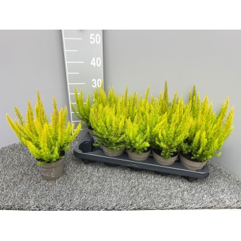 product/img.floraplaza.nl/32317-11-LIVE_fotos-0x995F4B0BA1A83761570643FA3BD2B1A7DDD2EC02.jpg product/img.floraplaza.nl/32317-11-LIVE_fotos-0x995F4B0BA1A83761570643FA3BD2B1A7DDD2EC02.jpg