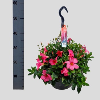 product/img.floraplaza.nl/323233-27-LIVE_fotos-0xBF841D5ED365BAF7D61D5A625493BD616937AC44.jpg