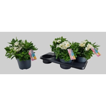 product/img.floraplaza.nl/323282-17-LIVE_fotos-0x4F25B2B1A95C636AD8D68ABA5696342D0CCD0DE1.jpg