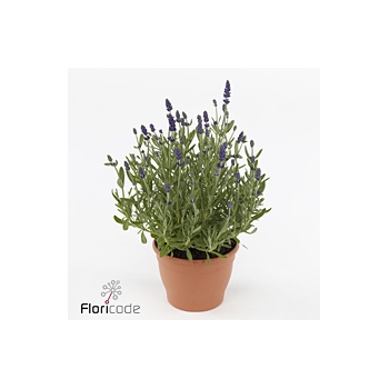product/img.floraplaza.nl/329231-510-ART_fotos-VBN-vbn329231.jpg