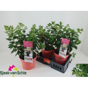 product/img.floraplaza.nl/33374-23P-LIVE_fotos-0xB7EFB16C54E8B89E2C54264B00FE5DAA8B973D76.jpg