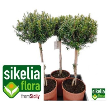 product/img.floraplaza.nl/34280-19-LIVE_fotos-0xED52AC9F23DC05272E2CA3DB31EF25D84FAAE117.jpg