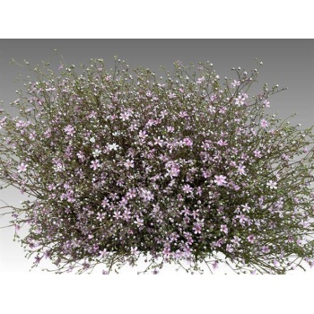 product/img.floraplaza.nl/3525-50-LIVE_fotos-0xEC51ECB6A7D754423E4856160049AB1FBBA5A78D.jpg