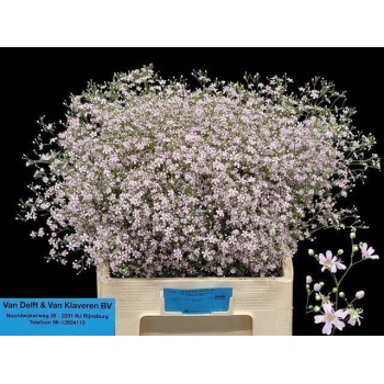 product/img.floraplaza.nl/3525-60-LIVE_fotos-0xE9D4D5D247EA9EC0876FD3F5ADCC08819A092E84.jpg